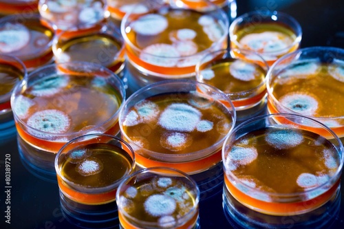 Penicillin fungi in petri dishes photo