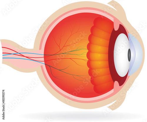Anatomy of eye.