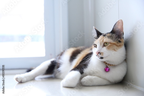 Wallpaper Mural Cat Torontodigital.ca