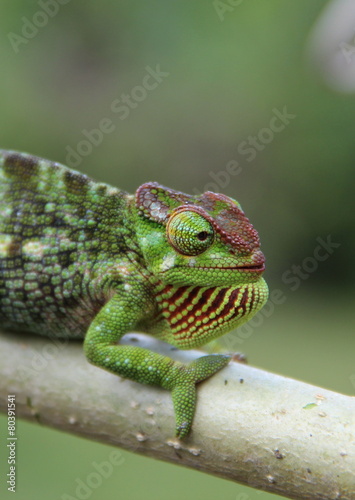chameleon, Tanzania
