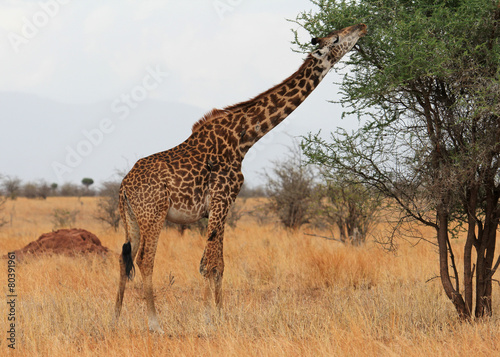 giraffe eating  Tanzania