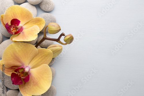 Yellow orchid.