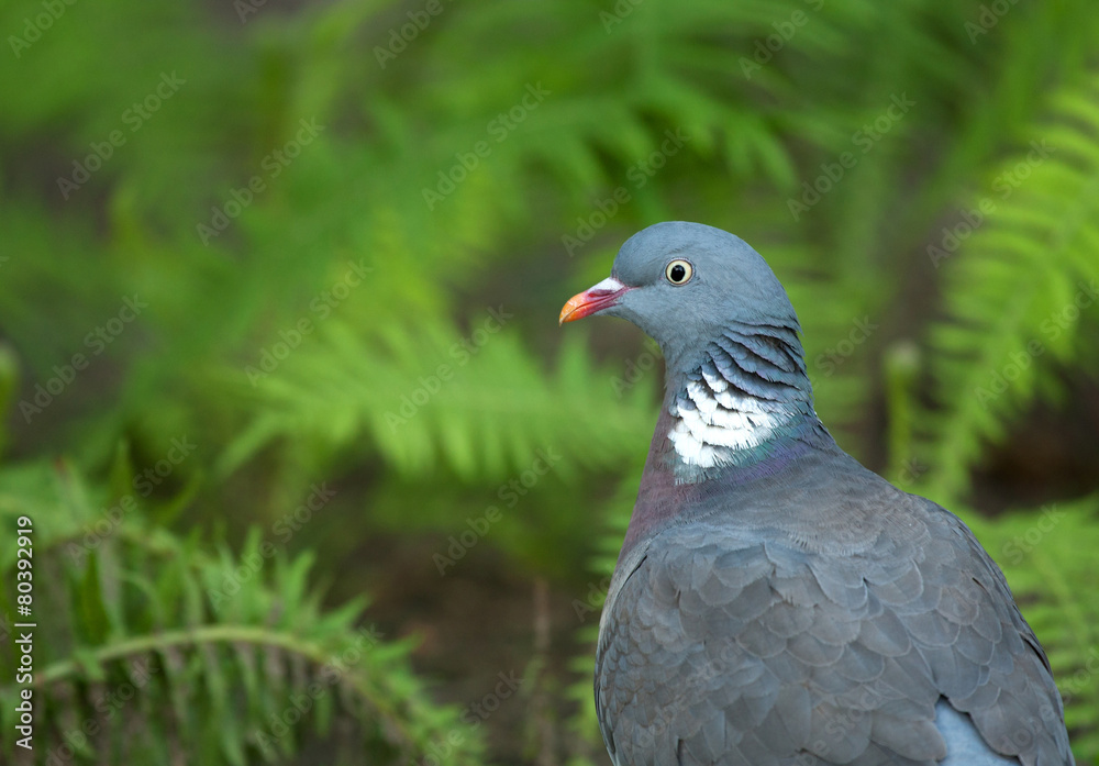 Wood pigeon summer portrait Wood pigeon summer portrait