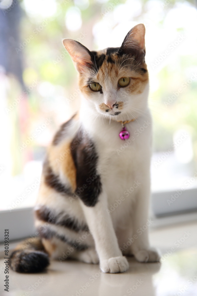 Cat Cat