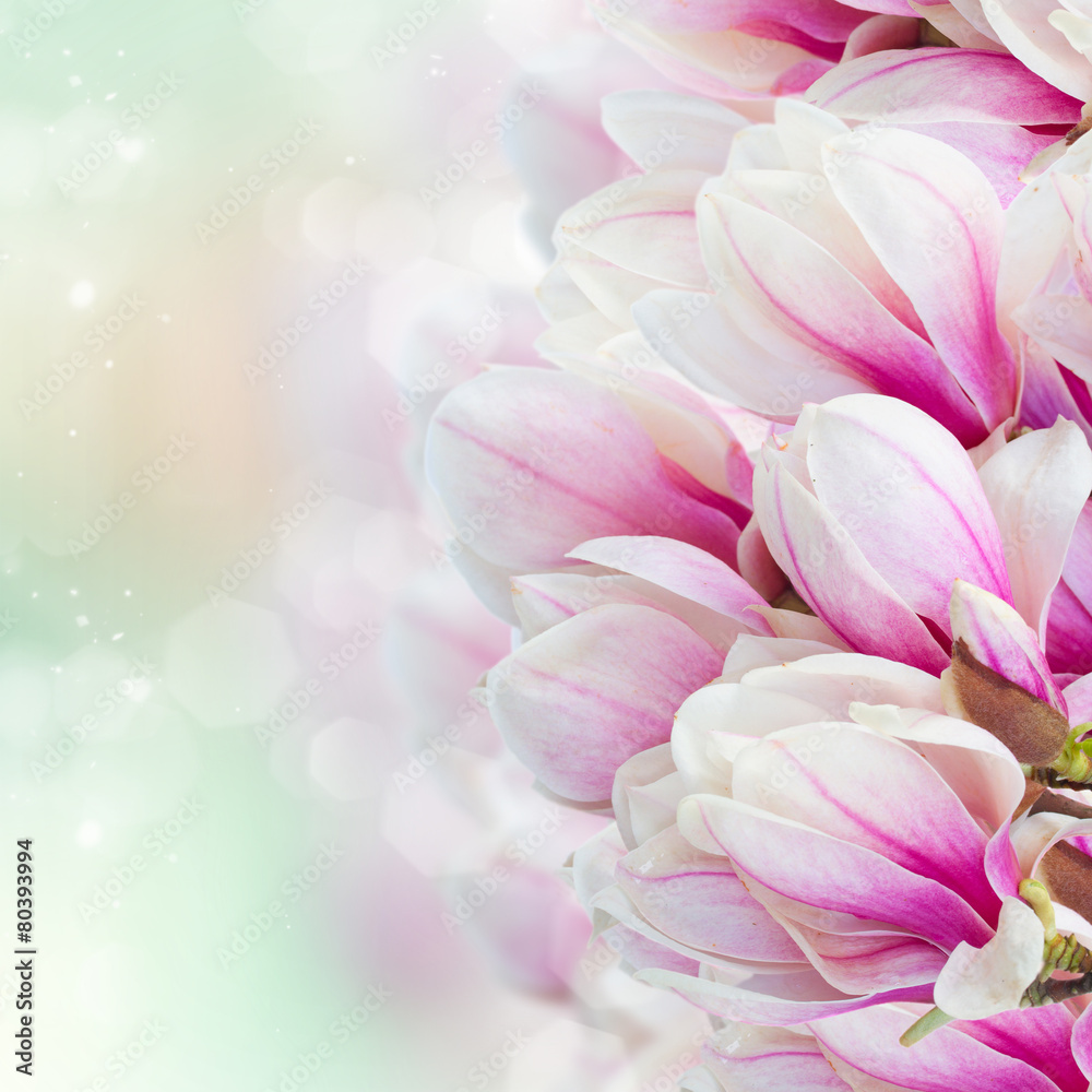 Fototapeta premium Blossoming pink magnolia tree Flowers