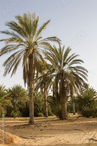 Plantation of the date palm Ksar Ghilane Desert Oasis Tunisia