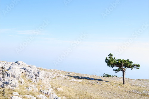 Mountain landscape with Crimean pine, AI-Petri, Crimea. © Hgalina