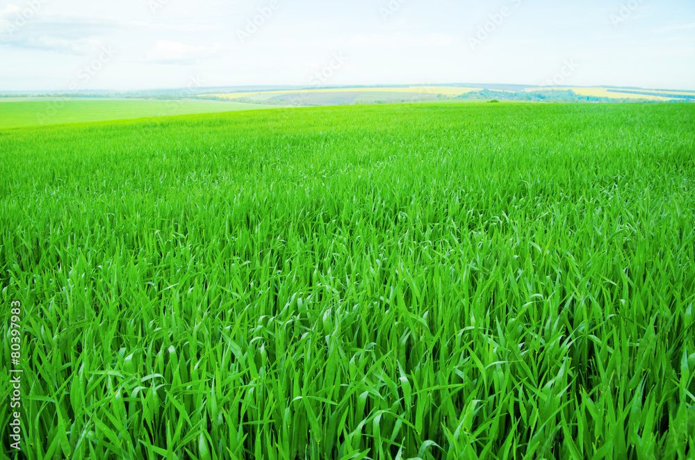 Field background Field background