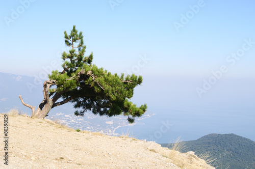 Mountain landscape with Crimean pine, AI-Petri, Crimea. © Hgalina