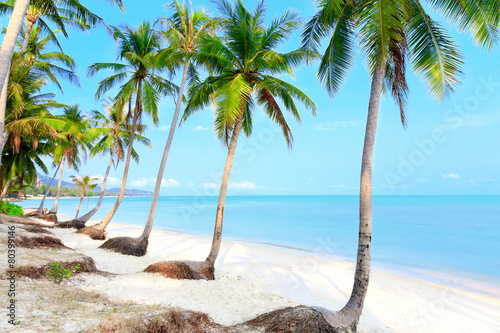 Tropical beach with palms