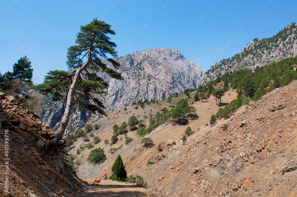 Lonely pine tree leaning over rocky roads in Turkey Lonely pine tree leaning over rocky roads in Turkey
