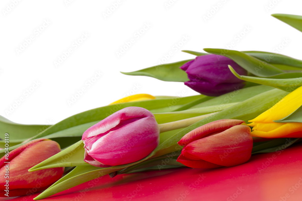 tulip tulip