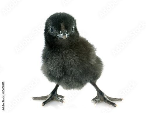 ayam cemani chick photo