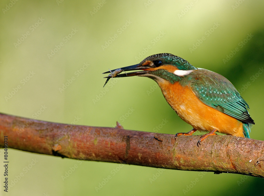 Common Kingfisher with caught fish Common Kingfisher with caught fish