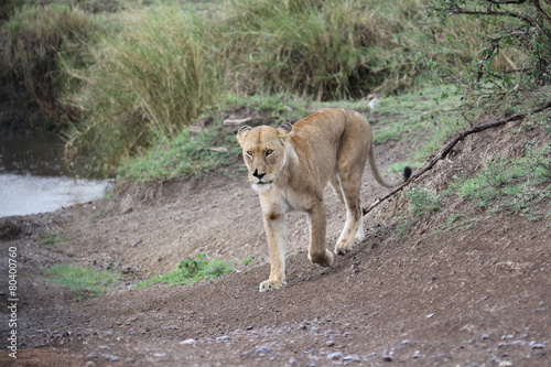 lion tanzania