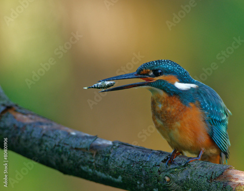 Common Kingfisher tossing the fish before swallowing down