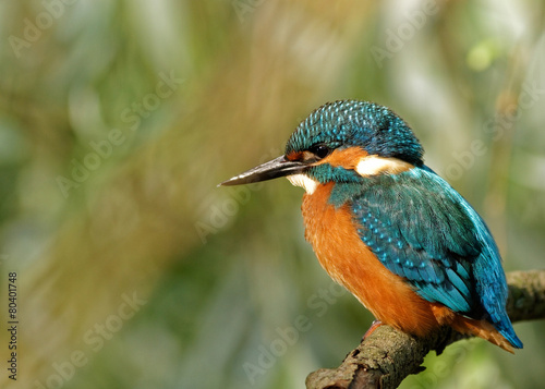 Common Kingfisher in the full sun,sitting on the branch