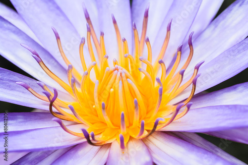 pollen of lotus