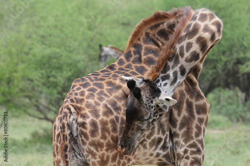 giraffe  Tanzania