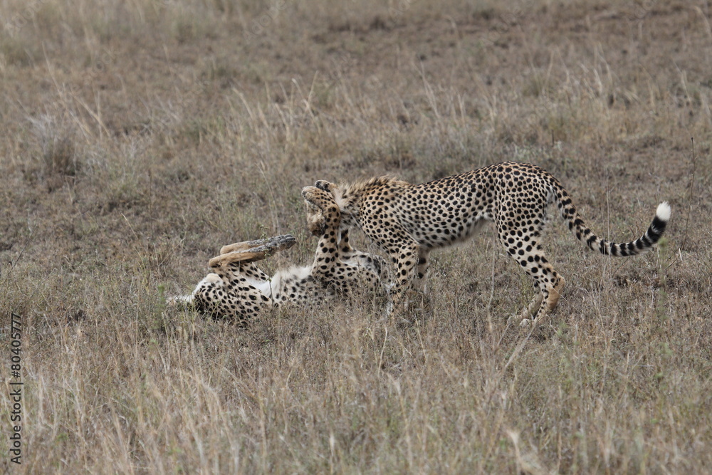 Naklejka premium cheetah , tanzania