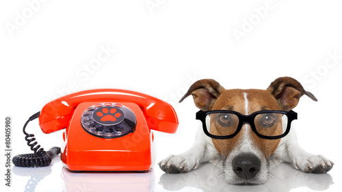 dog on the phone © Javier brosch