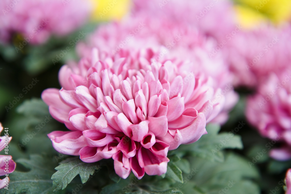 Pink autumn chrysanthemum Pink autumn chrysanthemum