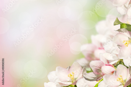 Fototapeta Naklejka Na Ścianę i Meble -  Blossoming apple