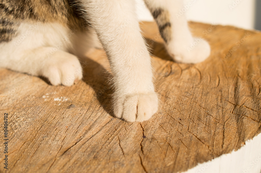 cat's paws on wood cat's paws on wood