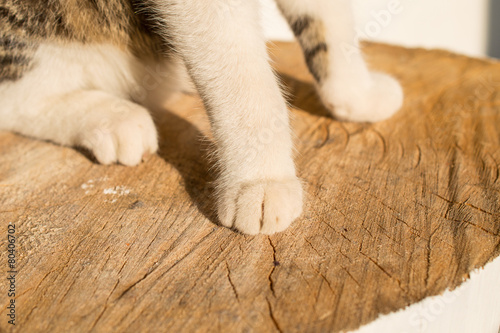 cat s paws on wood