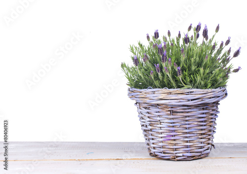 Lavendel in lila Körbchen auf Holzuntergrund isoliert