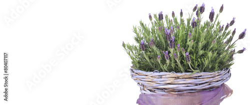 Lavendel in lila Körbchen auf Holzuntergrund isoliert photo