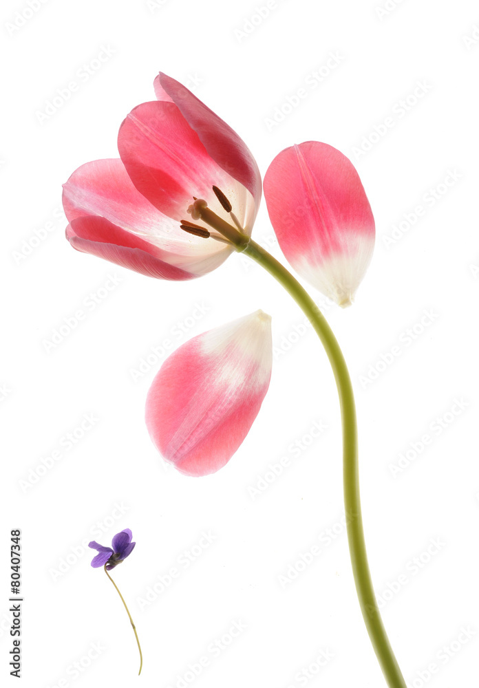 Naklejka premium spring tulip close up