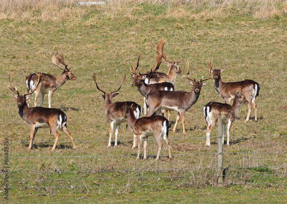 Herd of Deer in an English Park
