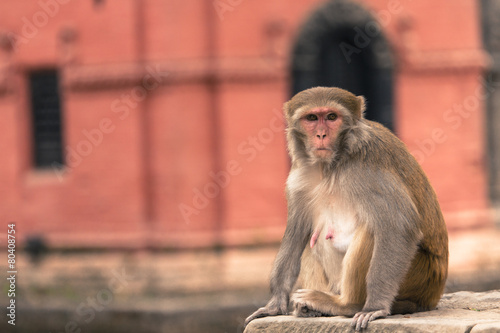 Young rhesus macaque monkey at Swayambhunath temple, Kathmandu v © Curioso.Photography