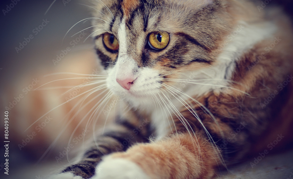 Portrait of multi-colored a cat