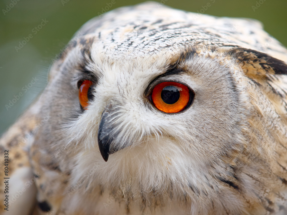 Obraz premium Portrait of an Eagle Owl