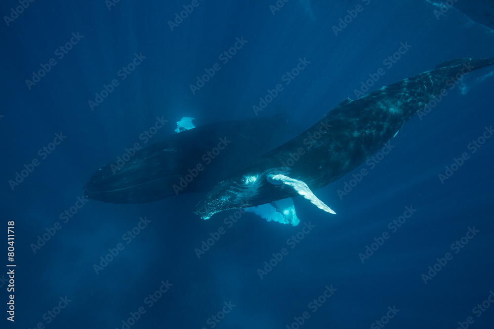 Obraz premium Mother and Calf Humpback Whales