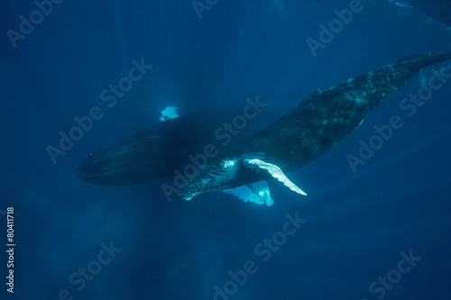 Mother and Calf Humpback Whales