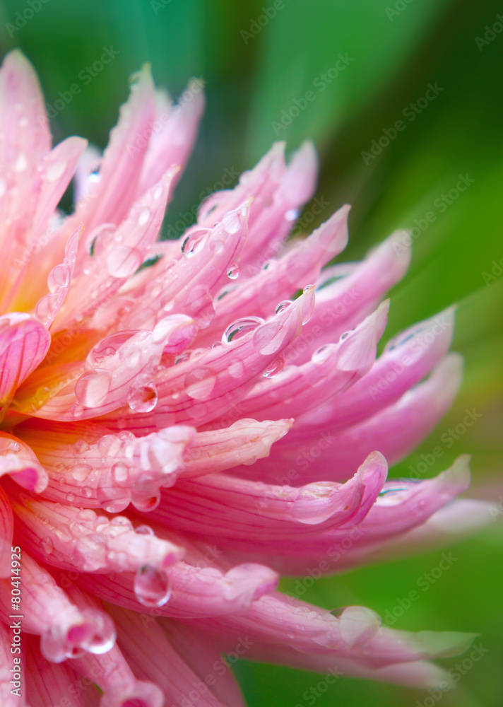 Pink dahlia  flower.