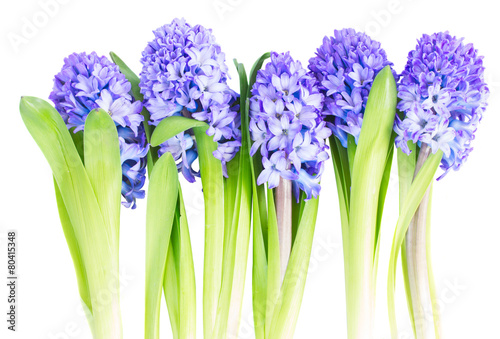 Blue  hyacinth