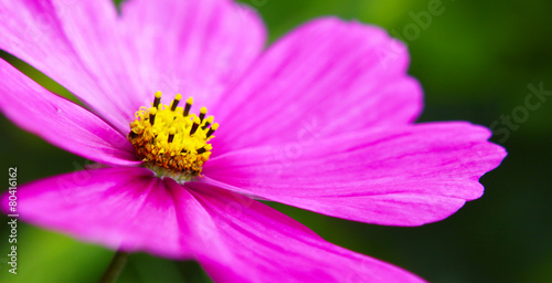 Pink cosmea flowers .