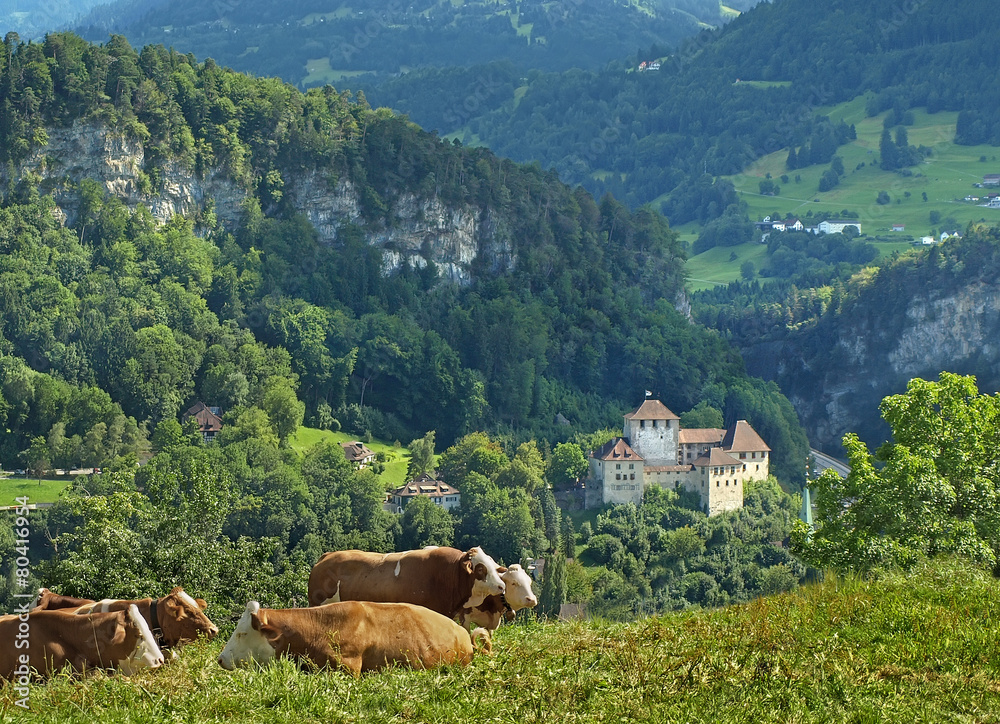 Cows on Feldkirch meadows, Vorarlberg in Austria