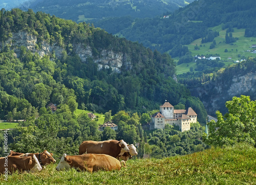 Cows on Feldkirch meadows, Vorarlberg in Austria photo