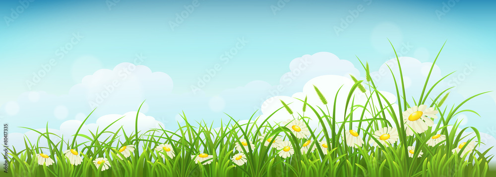 Obraz premium Spring meadow with green grass, daisies and sky