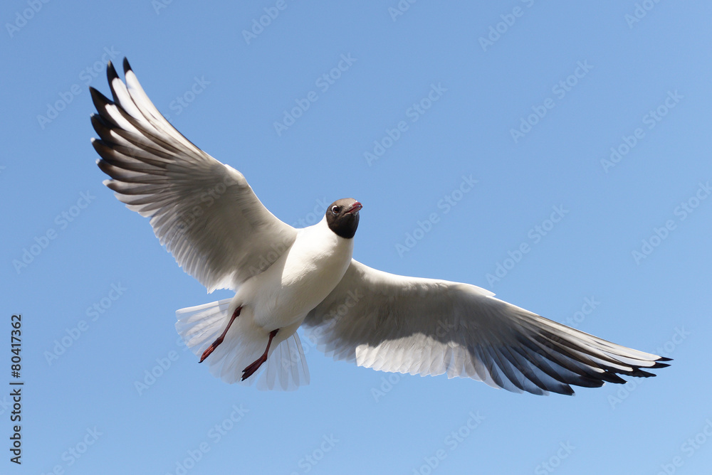Obraz premium Black-headed Gull, Chroicocephalus ridibundus