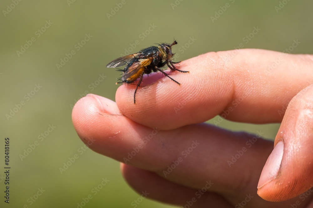 Fly on finger Fly on finger