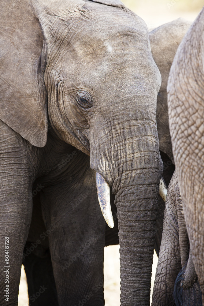 Close up of large african elephant in Tanzania Close up of large african elephant in Tanzania