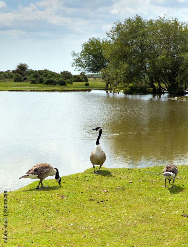 Fototapeta premium New Forest wildlife by lake Hampshire England UK summer