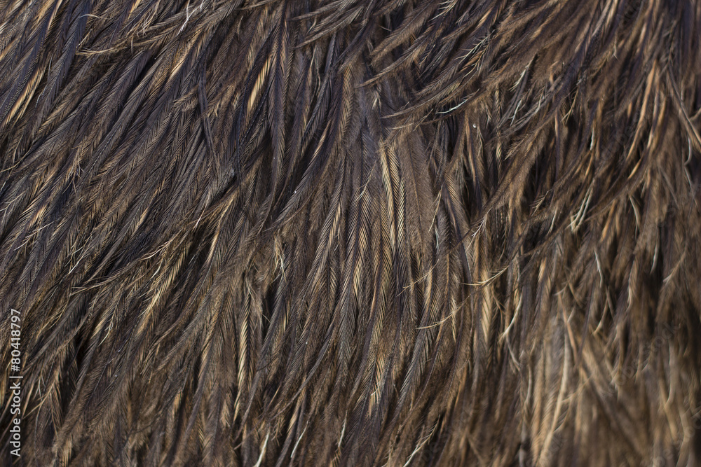 Fototapeta premium Image of Emu Feathers
