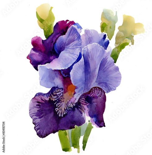 Beautiful iris painted in watercolor